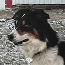 Marlee was adopted in late 2005